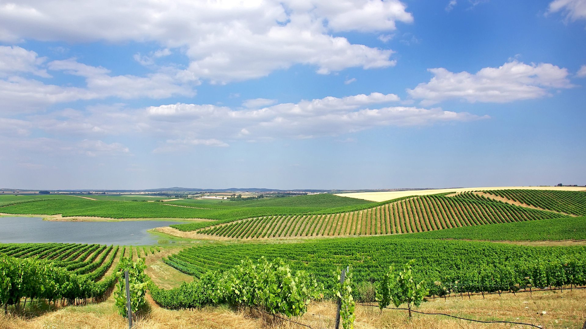 Portugal vineyards deals