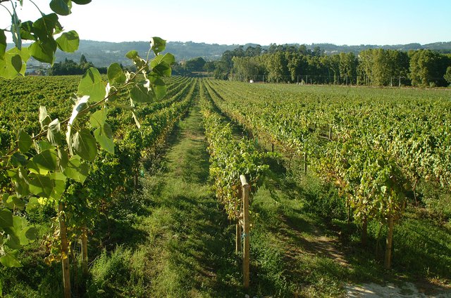 Vinho Verde