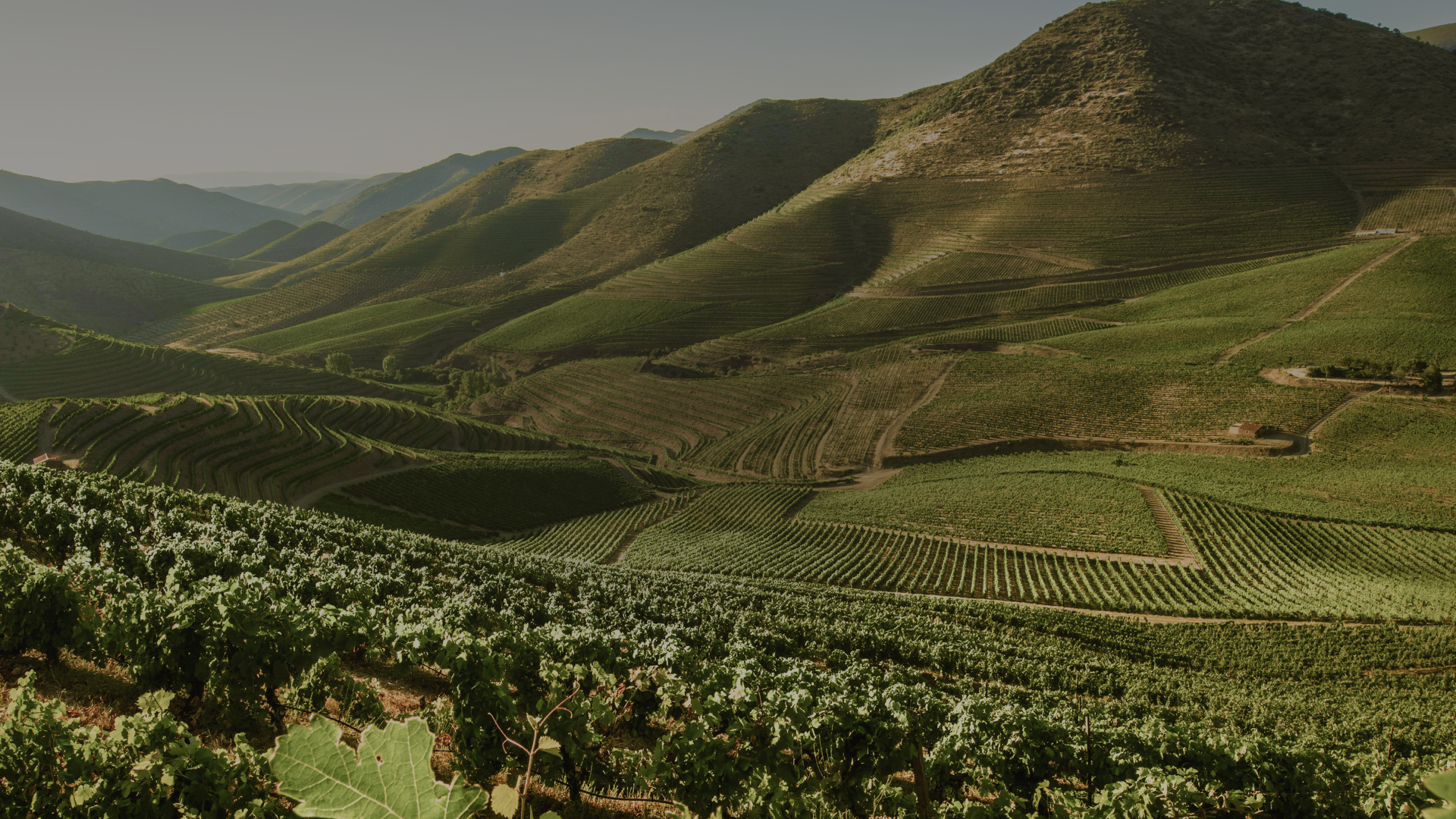 Wines of Portugal Challenge